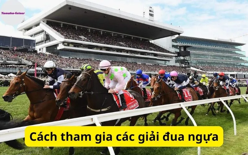 Cách tham gia các giải đua ngựa