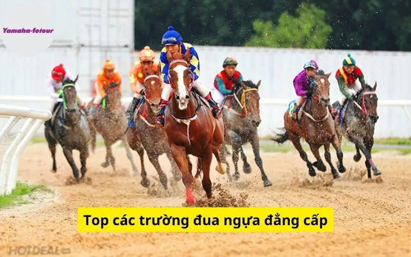 Top các trường đua ngựa đẳng cấp