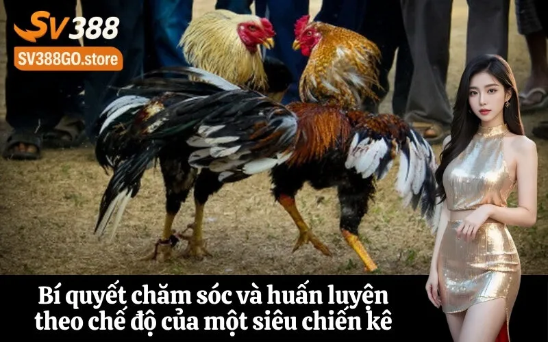 Bí quyết chăm sóc và huấn luyện theo chế độ của một siêu chiến kê