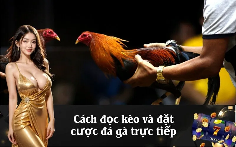 Cách đọc kèo và đặt cược đá gà trực tiếp