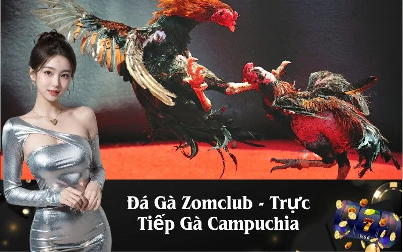 Đá Gà Zomclub - Trực Tiếp Gà Campuchia