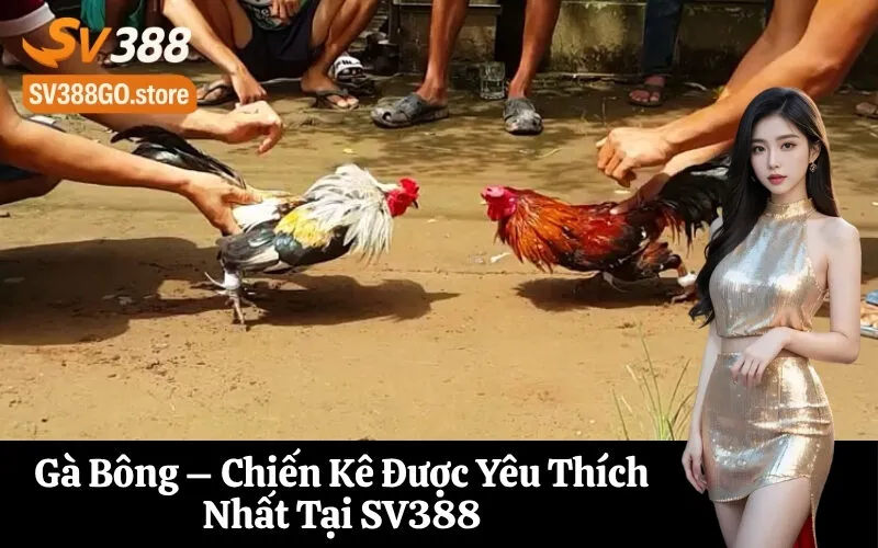 Gà Bông – Chiến Kê Được Yêu Thích Nhất Tại SV388