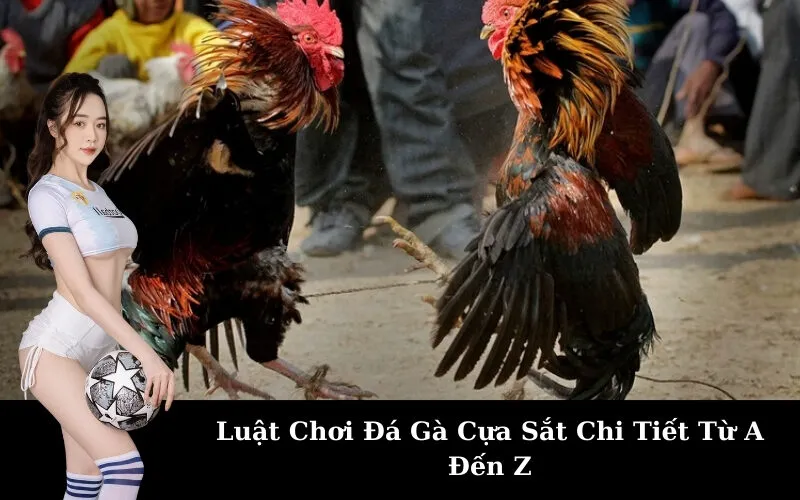 Luật Chơi Đá Gà Cựa Sắt Chi Tiết Từ A Đến Z