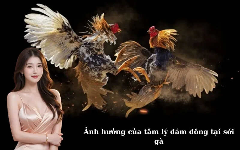 Ảnh hưởng của tâm lý đám đông tại sới gà